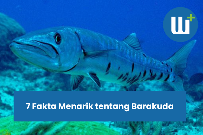 7 Fakta Menarik tentang Barakuda